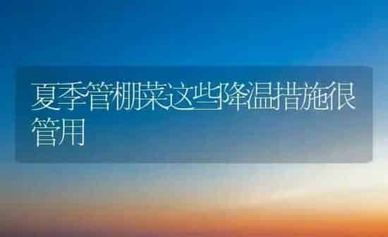 夏季管棚菜这些降温措施很管用 | 蔬菜种植