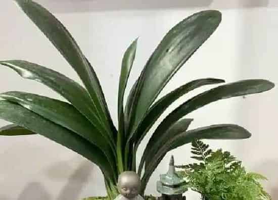 植物浇水|香蕉皮泡水可以浇君子兰吗