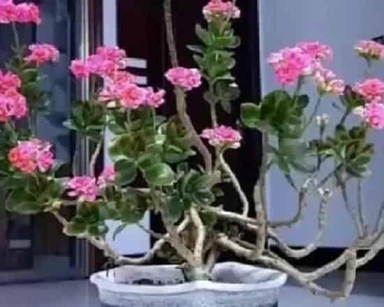 养殖方法|长寿花老桩可以剪秃吗（长寿花剪了留下老桩还能发芽吗）