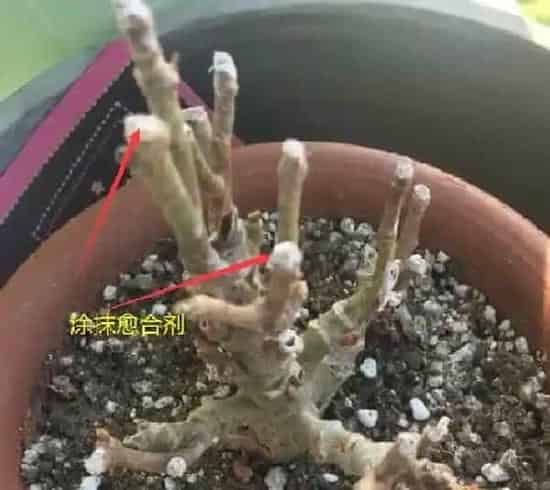 养殖方法|长寿花老桩可以剪秃吗（长寿花剪了留下老桩还能发芽吗）