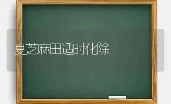 夏芝麻田适时化除 | 粮油作物种植
