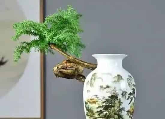 植物百科|南洋杉是什么植物