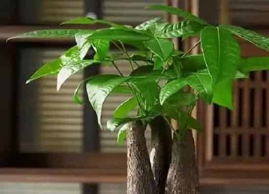 习性特点|招财树开花是什么样子的 开花是什么预兆