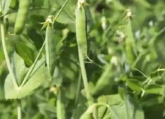 植物播种|青豆什么时候播种
