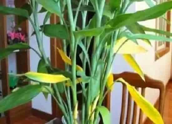 叶子发黄|水培富贵竹叶子发黄怎么办