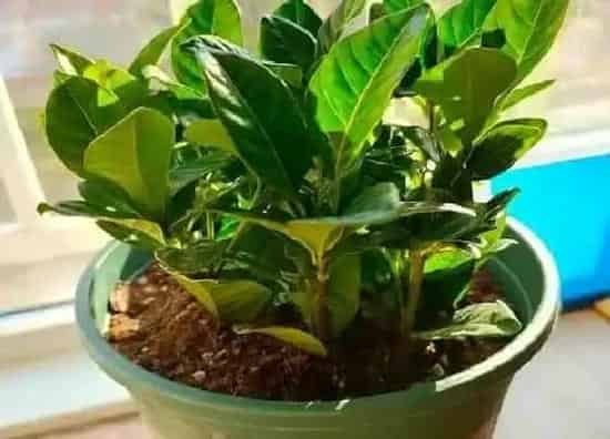 植物育苗|栀子花僵苗怎么办