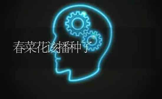 春菜花该播种了 | 蔬菜种植