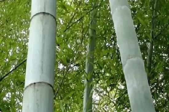 风水百科|院子里种竹子有什么说法吗（竹子适合种在院子的什么位置）