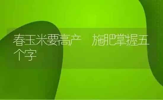 春玉米要高产 施肥掌握五个字 | 种植肥料施肥