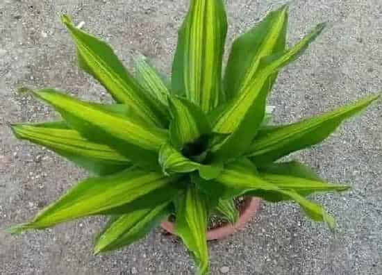 植物百科|巴西铁开花吗 开花什么样子