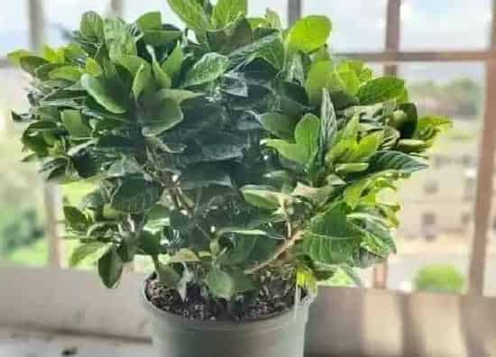 植物育苗|栀子花僵苗怎么办