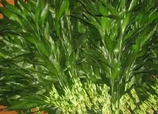 植物繁殖|转运竹怎么繁殖方法和注意事项