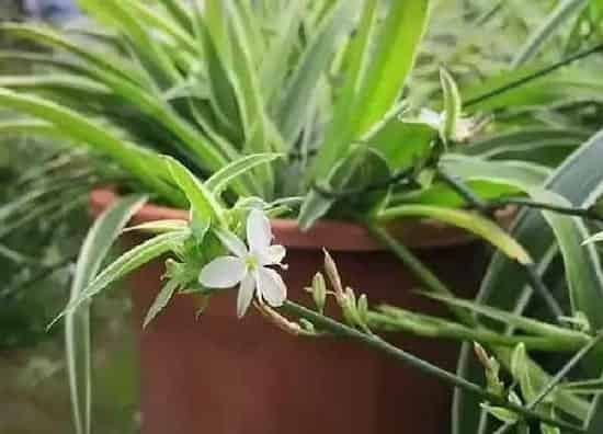 植物扦插|吊兰什么时候扦插最合适
