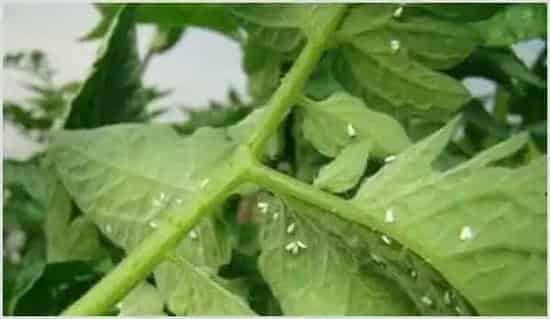 白粉虱的危害特点及消灭方法 | 农业技术