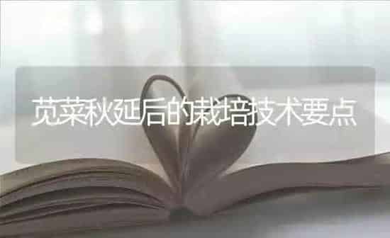 苋菜秋延后的栽培技术要点 | 蔬菜种植