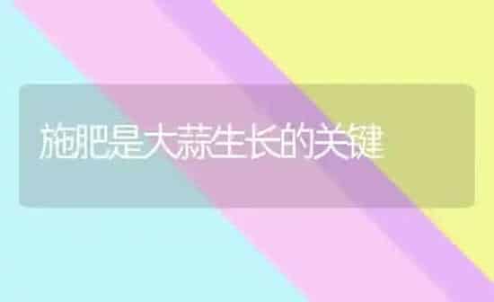施肥是大蒜生长的关键 | 种植肥料施肥