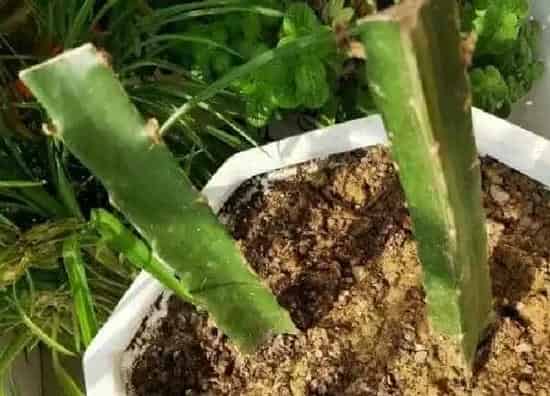 植物换土|火龙果换土时间和方法