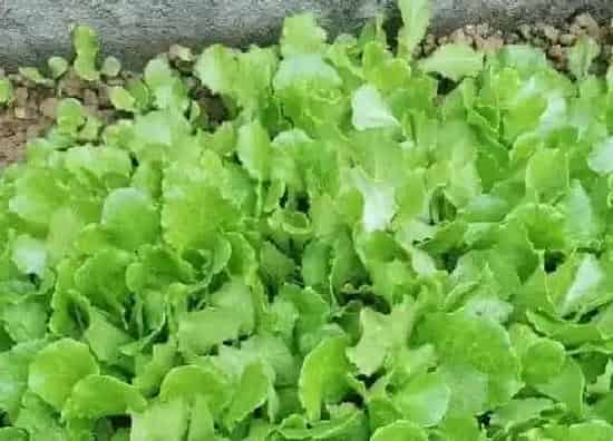 果实保存|生菜保存方法