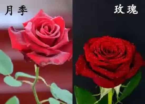 植物种类|月季和玫瑰是一种花吗