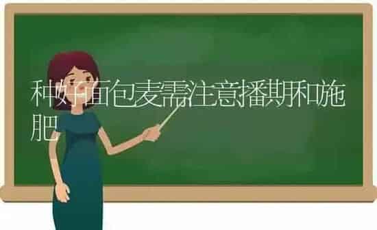 种好面包麦需注意播期和施肥 | 种植肥料施肥