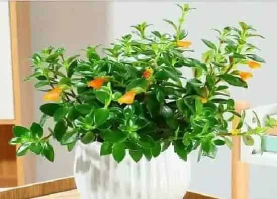叶子发黄|金鱼花叶子发黄怎么办