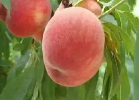 果实成熟|桃几月份成熟上市