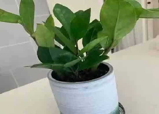 绿植|属羊种什么植物最好