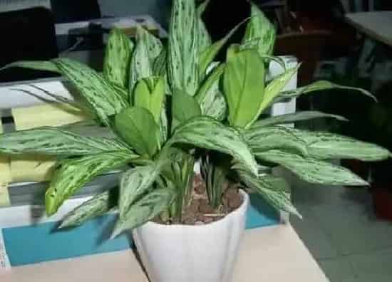 植物寓意|万年青开花预示着什么意思