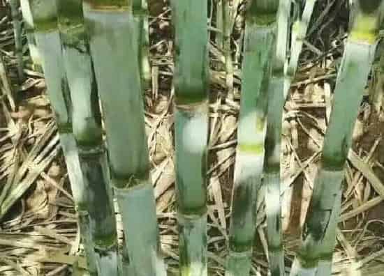 植物浇水|甘蔗多久浇一次水