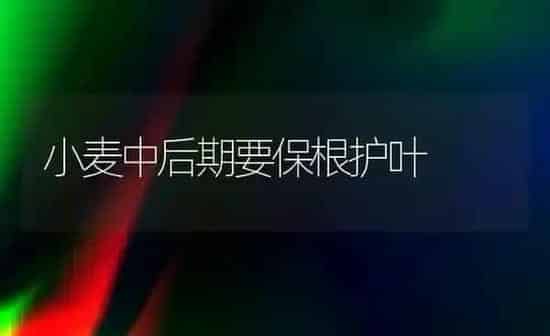 小麦中后期要保根护叶 | 粮油作物种植