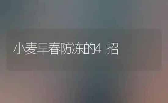 小麦早春防冻的4招 | 粮油作物种植