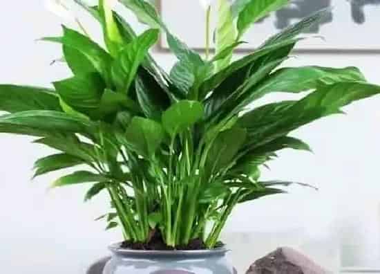 风水百科|家里养白掌吉利吗 白掌养在家里有什么忌讳