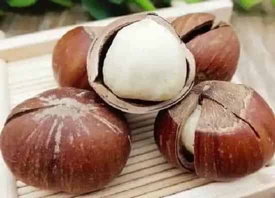 果实保存|榛子可以冷冻保存吗