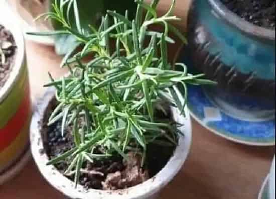 植物扦插|迷迭香怎样扦插繁殖