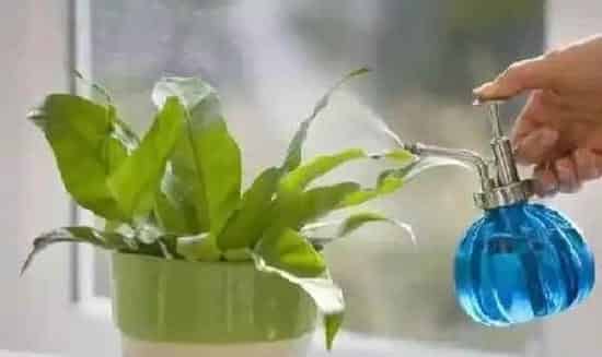 植物浇水|浇花如何控制水量的技巧（花草浇水的度应如何把握）