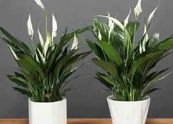 植物浇水|白掌需要每天浇水吗