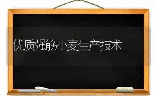 优质强筋小麦生产技术 | 粮油作物种植