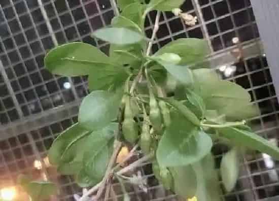 养殖科普|枸杞喜阳光吗