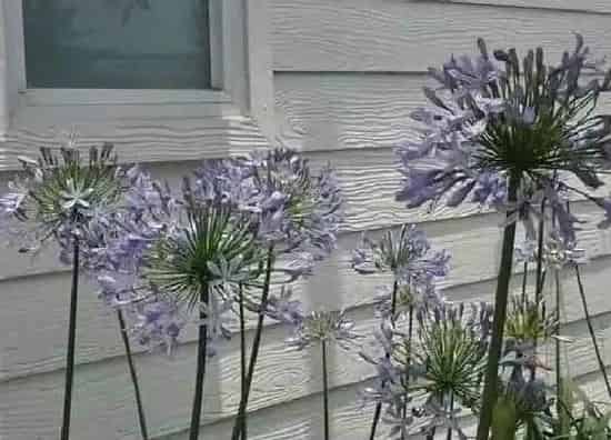 植物百科|球根花花卉有哪些