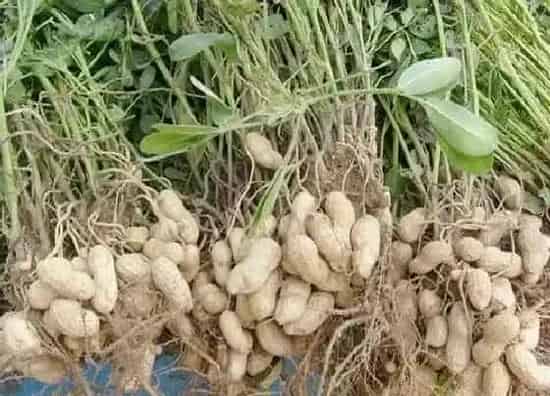 果实成熟|东北花生几月份收获