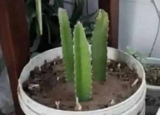 植物换土|火龙果换土时间和方法