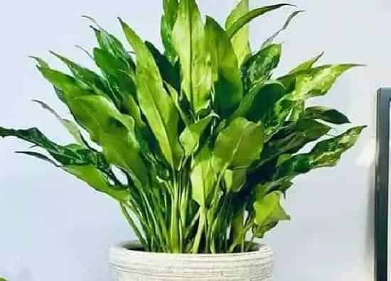 植物寓意|万年青开花预示着什么意思