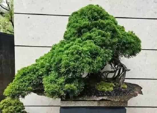 养殖科普|黑松怕晒太阳吗