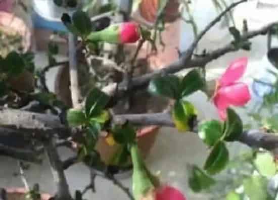 叶子发黄|海棠花叶子发黄怎么回事 四大叶枯萎发黄原因及治疗方法