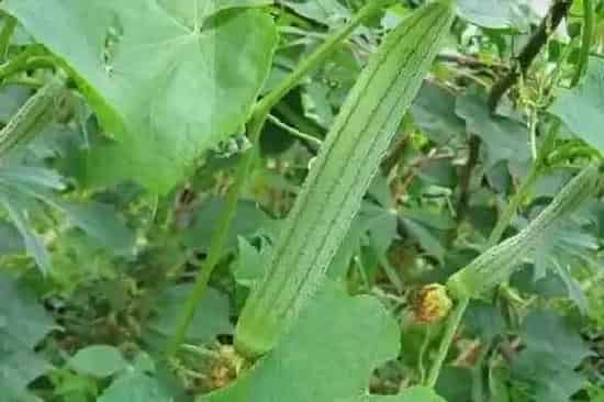 种植管理|丝瓜打顶时间及方法步骤(图解)