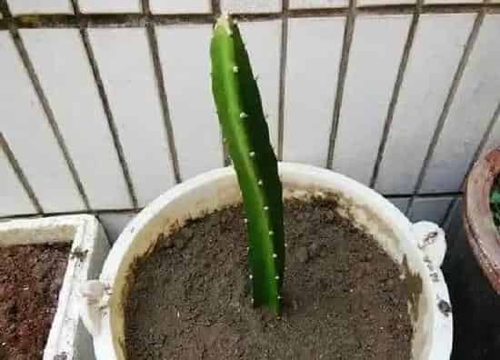 植物换土|火龙果换土时间和方法