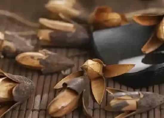 果实成熟|香椿什么时候上市 收获时间
