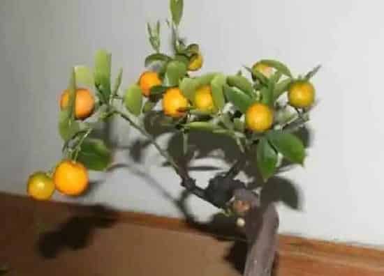 植物移栽|金桔什么时候移栽最好（盆栽金桔最佳移栽时间）