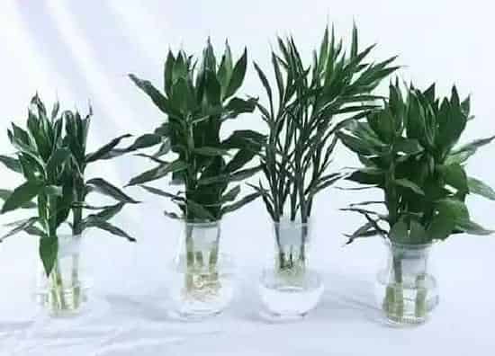 植物修剪|观音竹怎么修剪方法