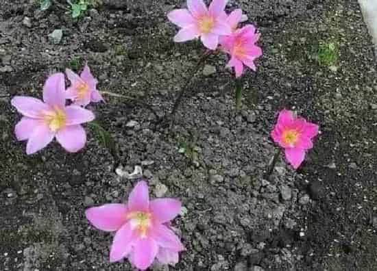 不开花|风雨兰为什么不开花